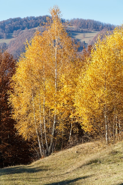 Осенний вид на горы с желтой листвой березы на склоне.