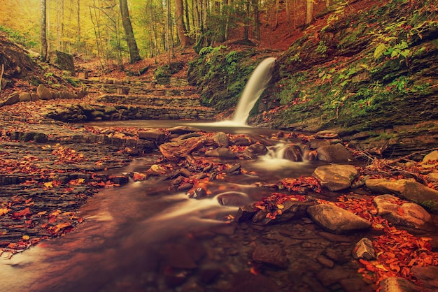 Autumn mountain waterfall stream in the rocks with colorful red fallen dry leaves, natural seasonal background. Lumshory, Transcarpathia, Ukraine