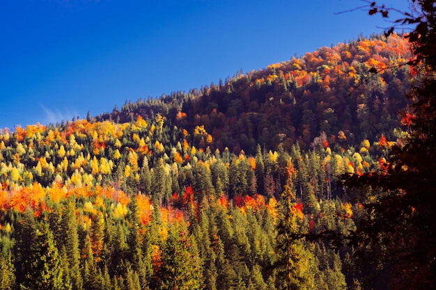 Autumn in the mountains landscape Carpathians Ukraine