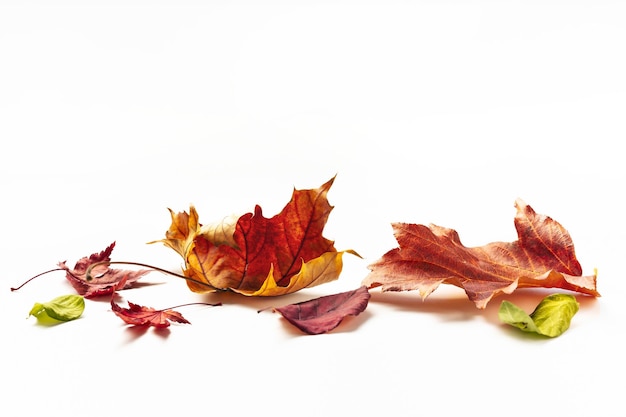 Foto autumn multicolored leaves isolated on white background nature background holidays greeting card design