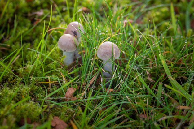 Autumn mushrooms in the grass macro photography