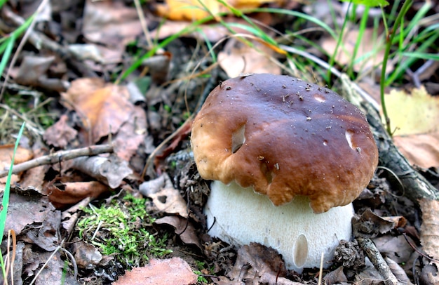 Autumn mushrooms in a natural forest environment.