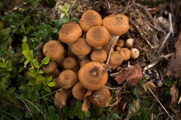 Autumn mushrooms. Picking mushrooms in the wild forest. Honey mushrooms on a stump in the forest. Honey mushrooms In the hand of a mushroom picker. A family of honey agarics.