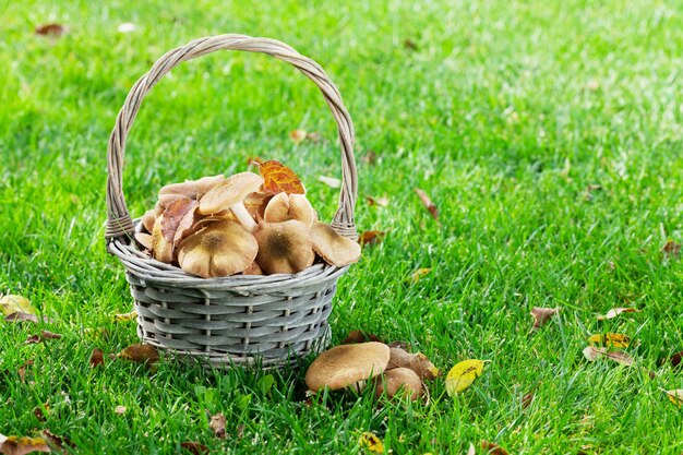 Autumn mushrooms