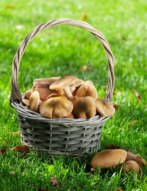 Autumn mushrooms