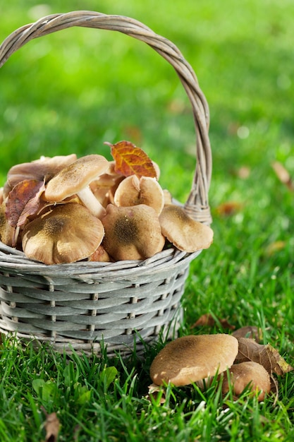 Autumn mushrooms