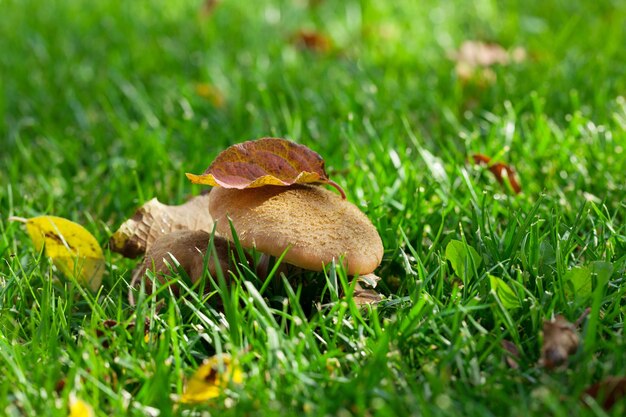 Autumn mushrooms