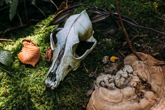 ファンタジーの背景に古い森の犬のスカルの秋の神秘的な雰囲気