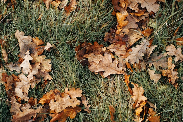 秋の自然の背景。緑の牧草地に落ちた茶色の乾燥したオークの葉、上面図