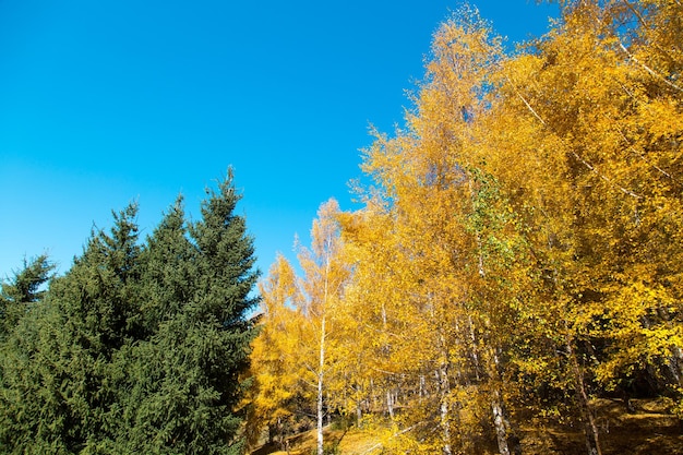 Autumn Natural background from different trees birch and Christmas trees Multicolored paints yellow green orange