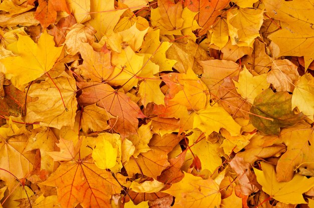 Autumn natural background with colorful maple leaves