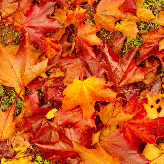 Осенний естественный плоский фон с красочными красными кленовыми листьями на зеленой траве