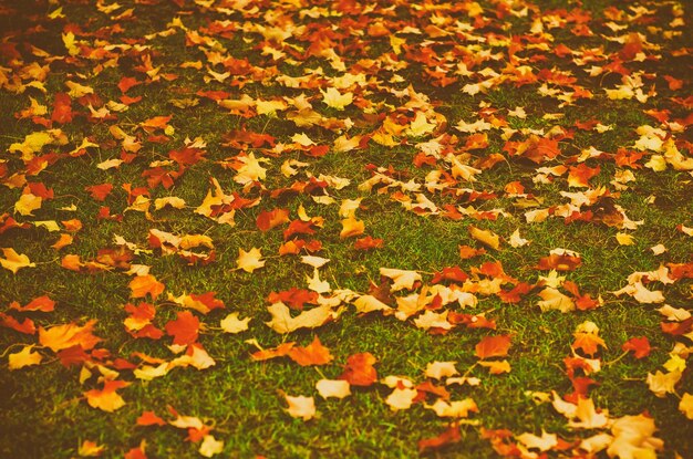 Autumn natural flat background with colorful red maple leaves on a green grass