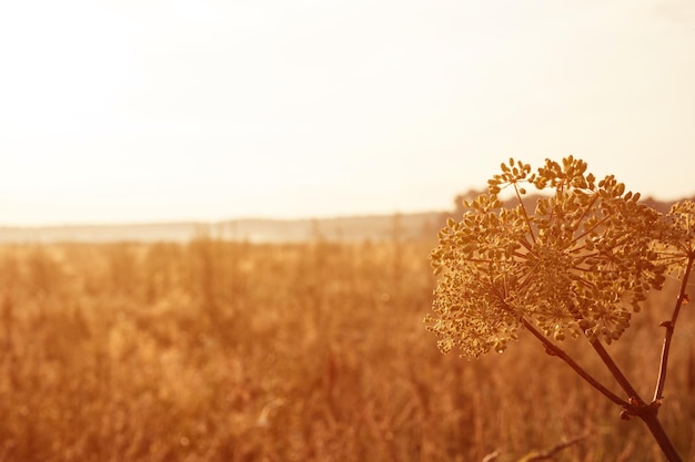 Autumn natural landscape of golden brown dry withered grass straw and umbrella weed plant with seeds in the background light of the horizon of field. morning russian dawn in meadow on nature. flare