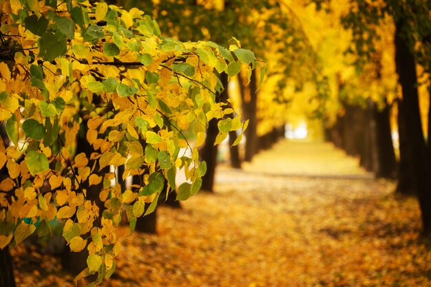 Autumn nature in city park outdoors