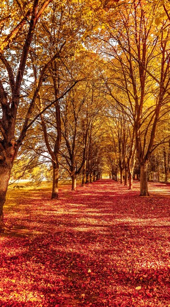 Autumn nature fall leaves and trees outdoors