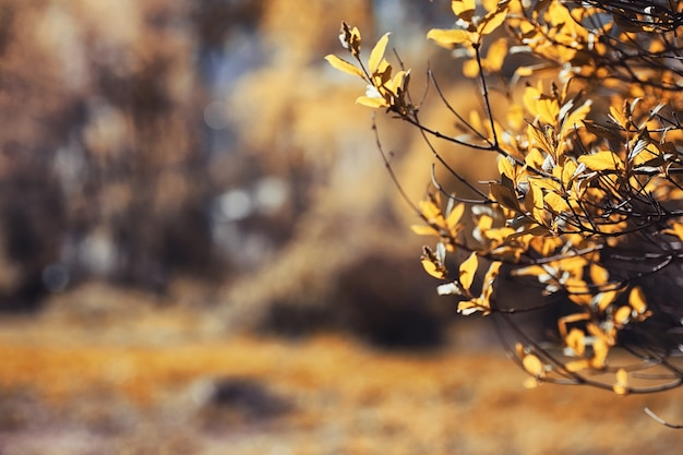 Autumn nature. Leaves and bushes with the yellow leaves in park in spring. Autumn leaves on branches in fall.