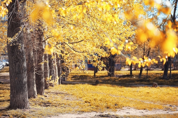 Осенняя природа. Листья и кусты с желтыми листьями в парке весной. Осенние листья на ветвях осенью.