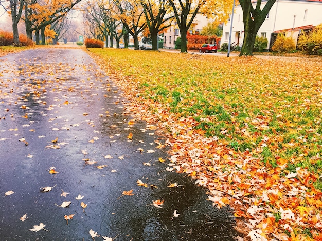 公園の秋の自然秋の紅葉と屋外の木