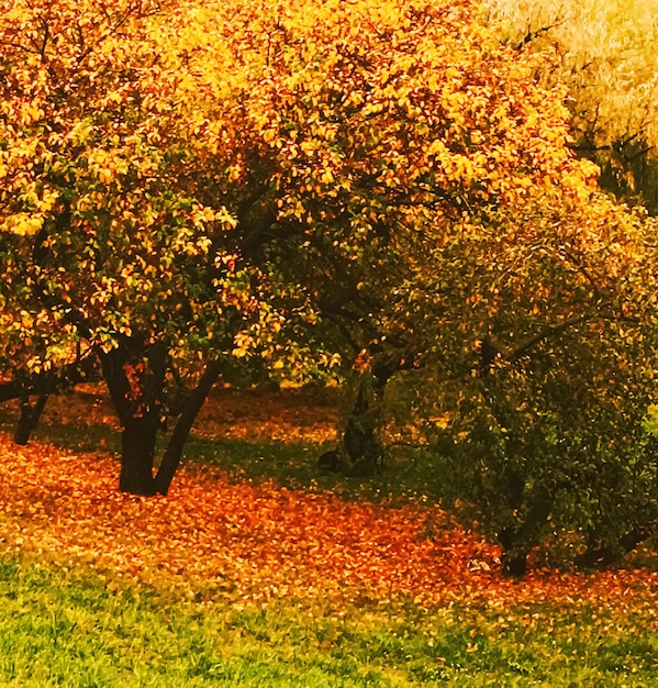 Autumn nature in park fall leaves and trees outdoors