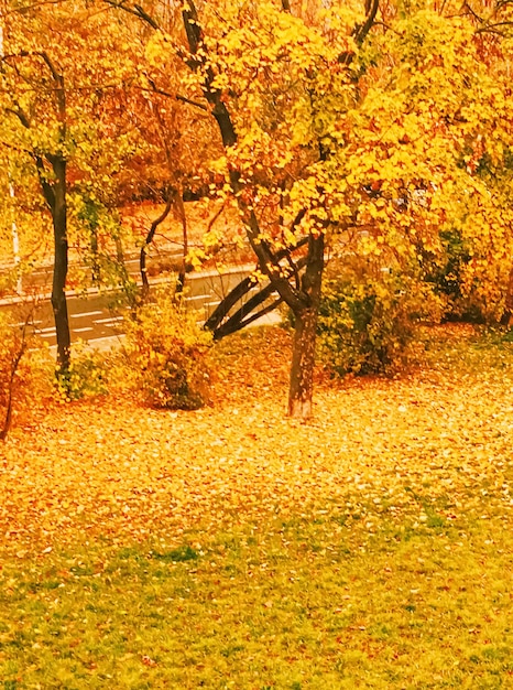 공원 가을의 자연 가을 잎과 나무 야외
