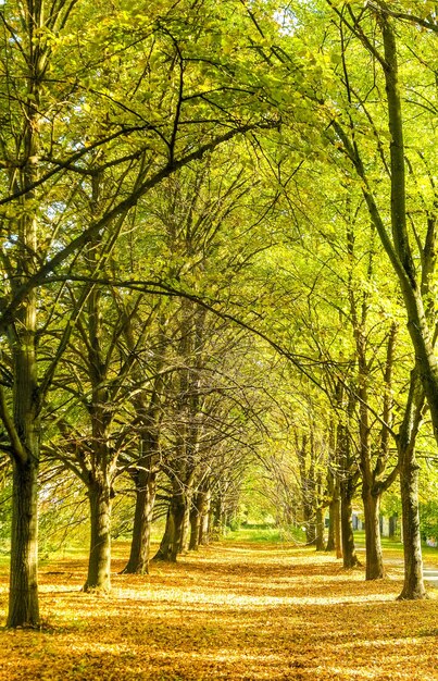 Autumn nature scene background leaves and trees outdoors