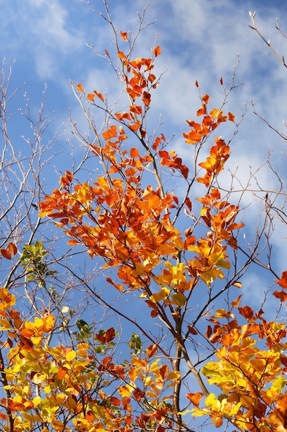 Осень в природе в Дании, разноцветные листья на фоне голубого неба