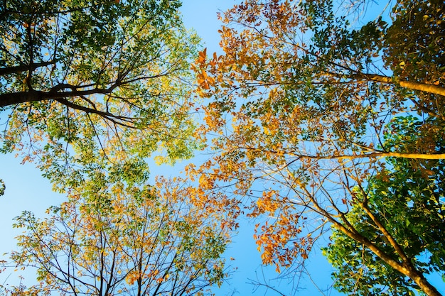 日没時の秋の自然の木自然の空の背景