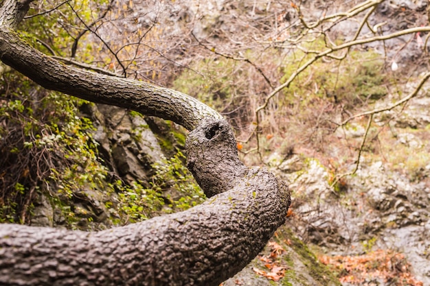 Autumn nature with rocks and leaves in Troodos mountains in Cyprus