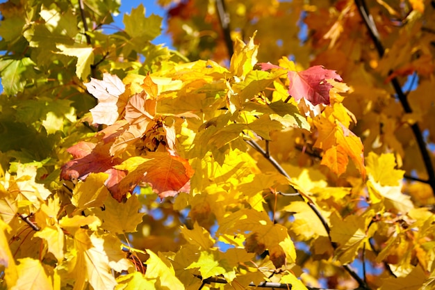 秋の自然。黄色の葉、色とりどりのカエデの葉を持つ木の枝