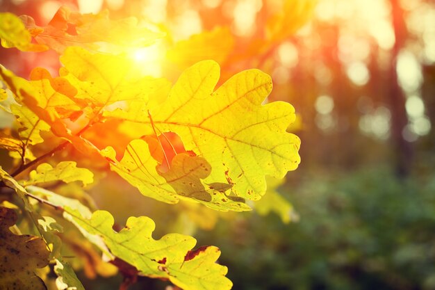 Autumn oak forest at sunset