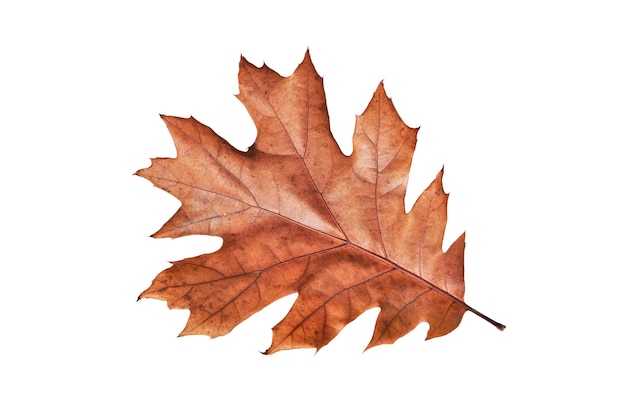 Autumn oak leaf isolated on white background Clip art