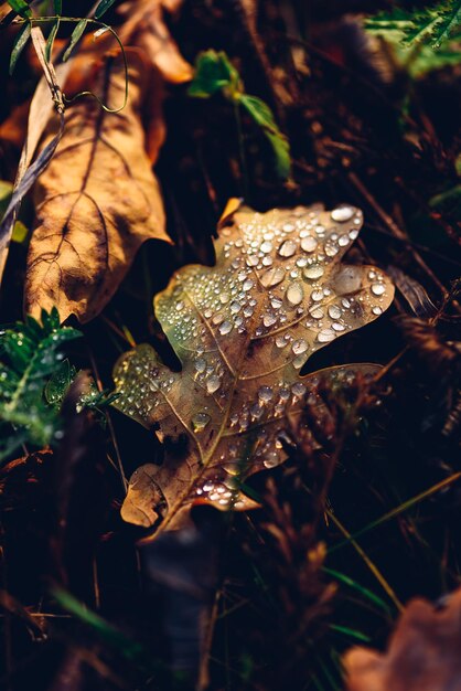 Foto foglia di quercia autunnale con gocce