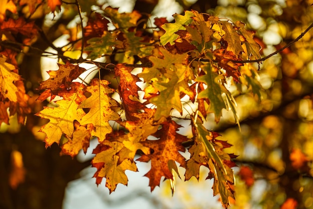 Foto primo piano delle foglie di quercia autunnale sull'albero retroilluminato