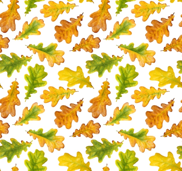 Autumn oak leaves on white background seamless pattern