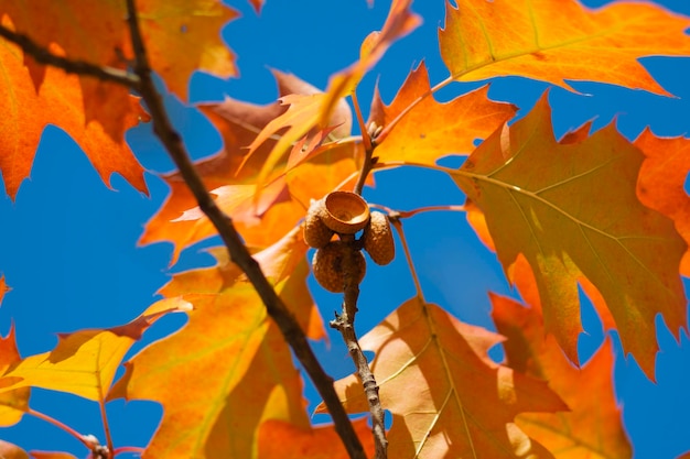 Autumn oak leaves with acorn