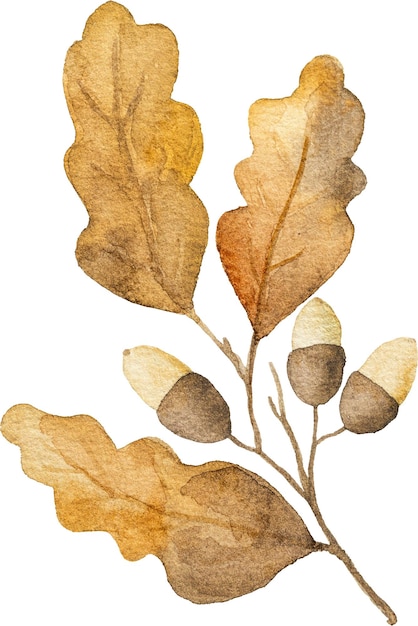 Autumn oak leaves with acorns watercolor drawing closeup Fall foliage aquarelle painting