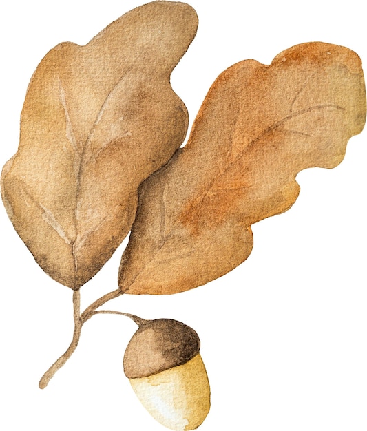 Autumn oak leaves with acorns watercolor drawing closeup Fall foliage aquarelle painting