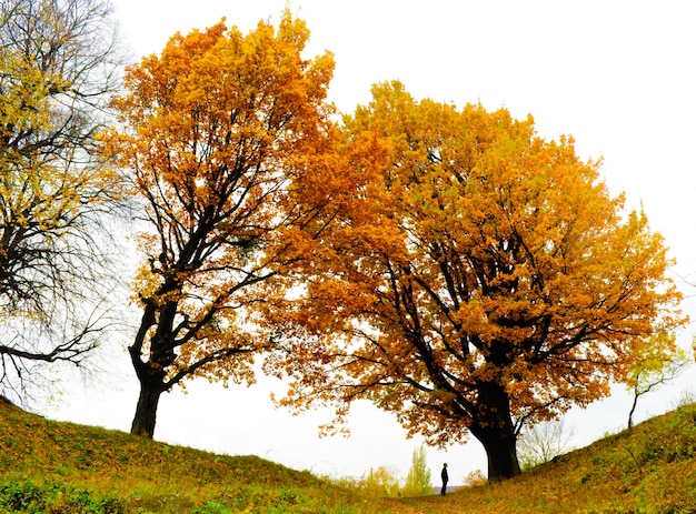 Quercia di autunno e leves cadenti gialle con l'uomo solo