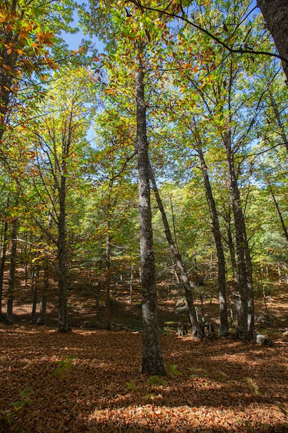 Autumn in the old chestnut forest of the town of Tiemblo in the province of Avila Autonomous Community of Castilla y Leon Spain