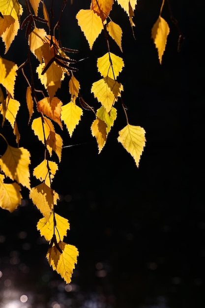 Autumn orange colored birch tree leaves