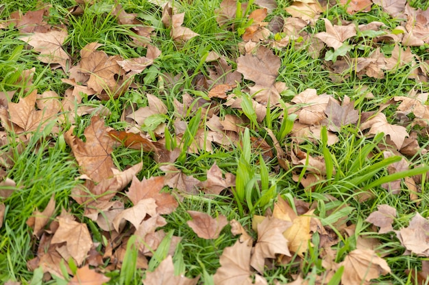 Autumn orange fallen leaves on green grass