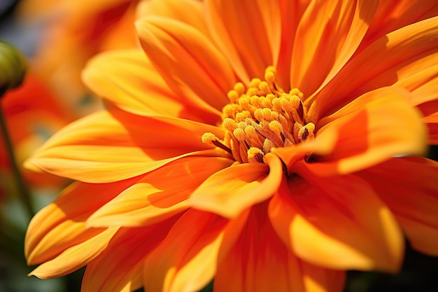 秋のオレンジ色の花