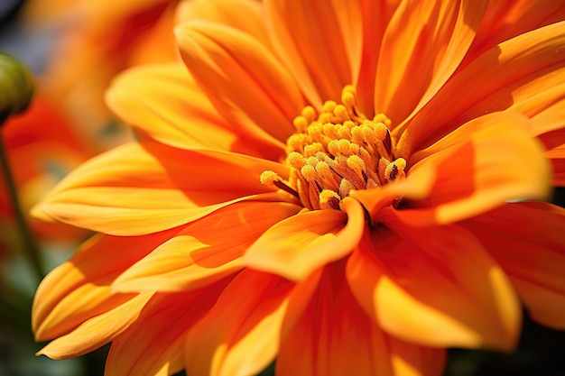 Autumn orange flowers