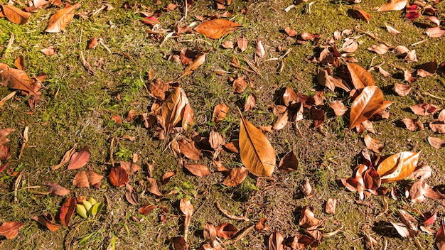 緑の草の上の秋のオレンジ色の葉秋が来るコンセプトの背景秋の雰囲気のムードテキストのコピースペース