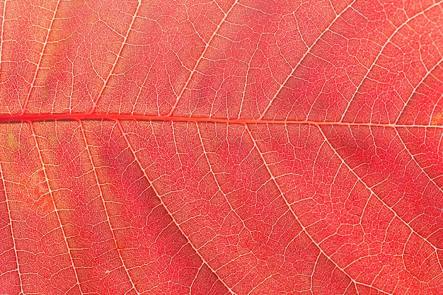 秋のオレンジ色の桜の葉、テクスチャ。大きい。閉じる