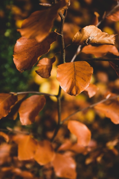 Autumn orange yellow leaves 