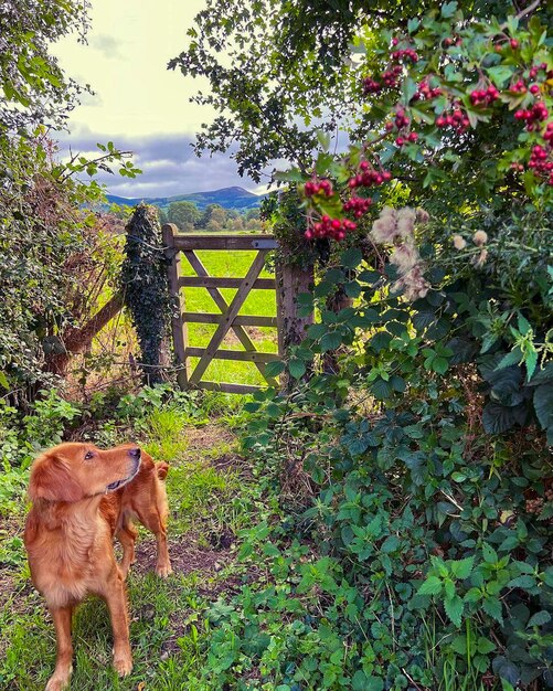 Foto panorama autunnale all'aperto terreni agricoli cane paesaggio autunnale