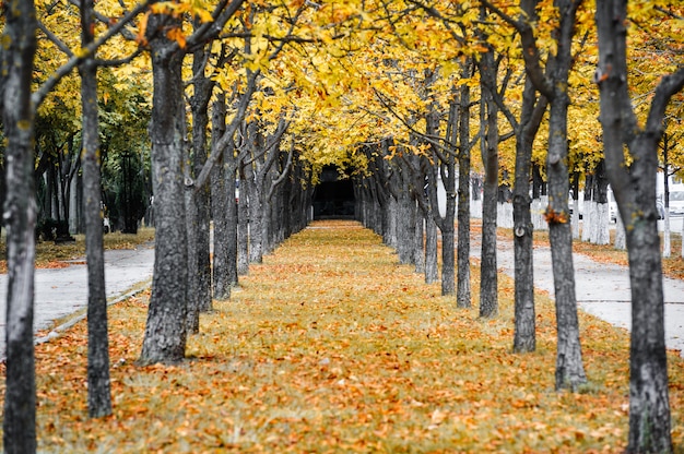 秋の公園の路地