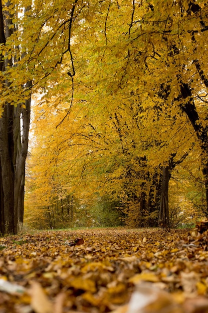 公園の秋。美しい秋の穏やかな自然の風景。秋の自然の美しさの概念。
